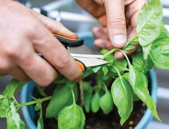 Nouveaux ciseaux de récolte Fiskars Nouveaux ciseaux de récolte Fiskars