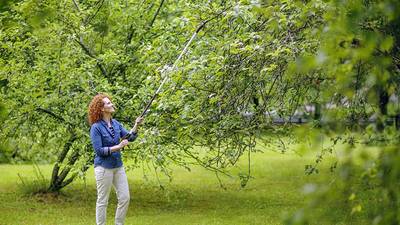 Test et avis coupe branches UPX86, UPX82 et UP69 Fiskars Test et avis coupe branches UPX86, UPX82 et UP69 Fiskars