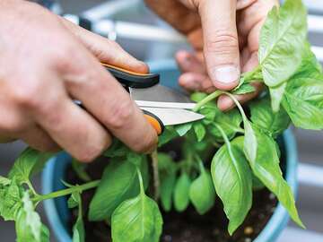 Nouveaux ciseaux de récolte Fiskars Nouveaux ciseaux de récolte Fiskars